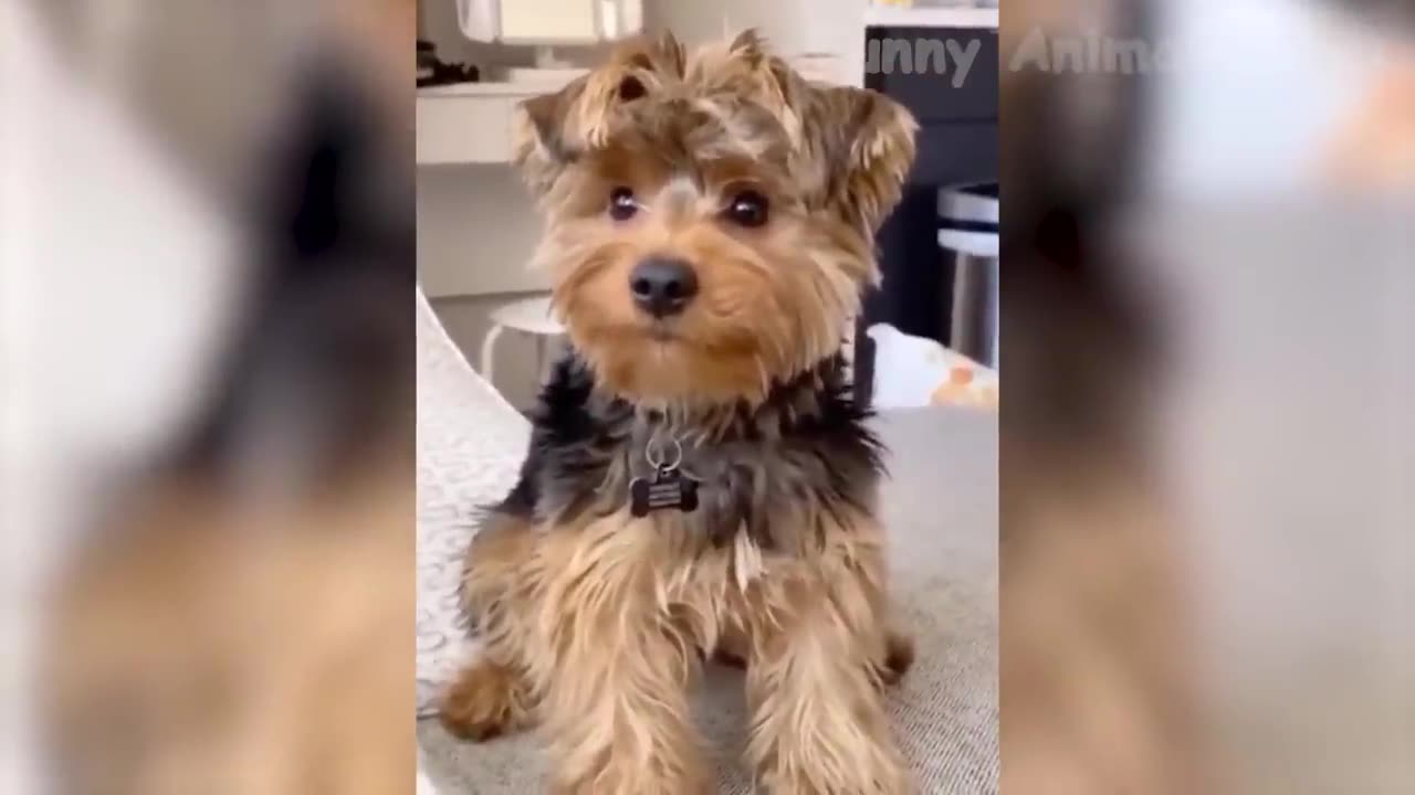 Funny Animal Videos 2023 π - Funniest Dogs And Cats Videos πΊπ#38