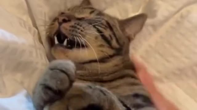 Do you have to kill and eat cat meat and bite people?