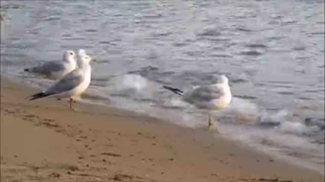 Look how they walk . doesn't it remind you of somthing