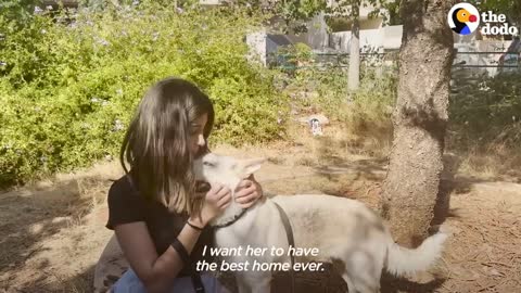 Scared Dog Who Approached Rescuers Is The Most Trusting Girl Now | The Dodo Foster Diaries