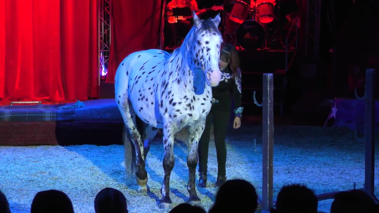 Magyar Nemzeti Cirkusz Richter 2017 - Rosi Hochegger & Scout (4K)