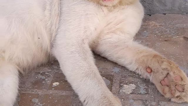 Snow withe beauty cat