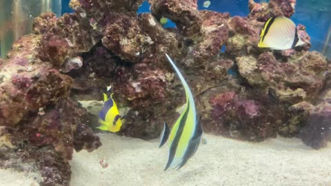 moorish idol feeding flake food