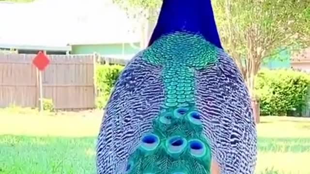 Funny peacock 😁😁