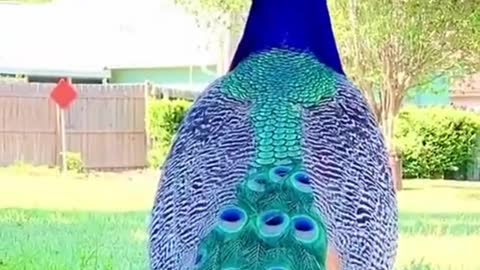 Funny peacock 😁😁