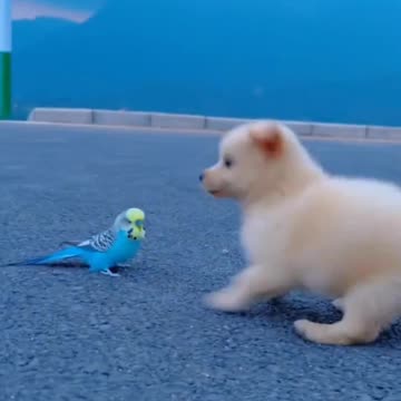 dog playing with parrot