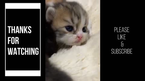 Kittens Meowing - too cute not to share