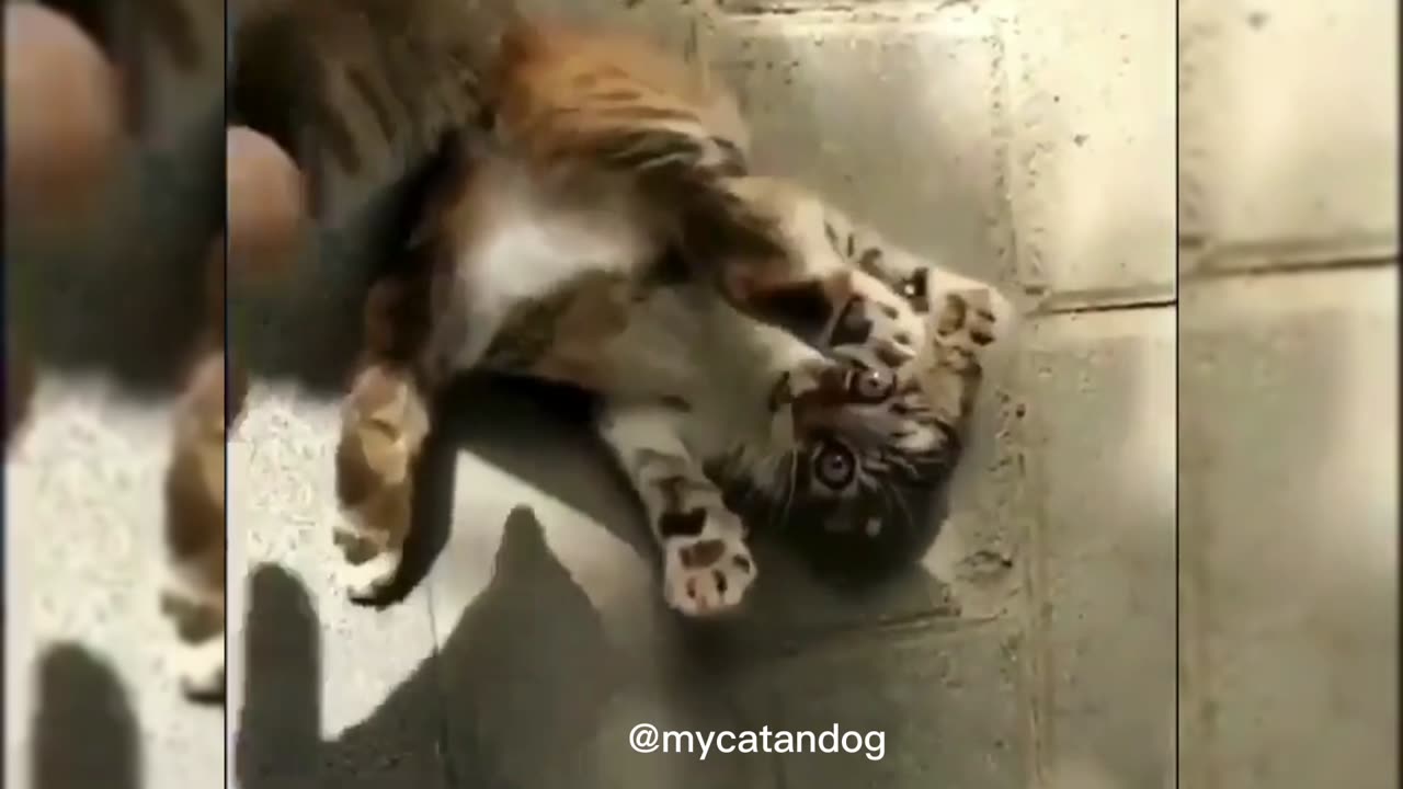 Funniest 🐶 Dogs and 😻 Cats - Try Not To Laugh 🤣 - Funny Pet Animals' Life