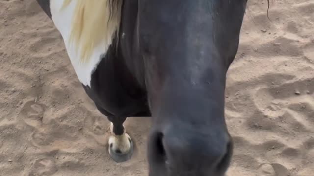 Horsing Around