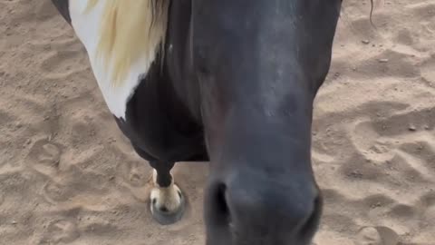 Horsing Around