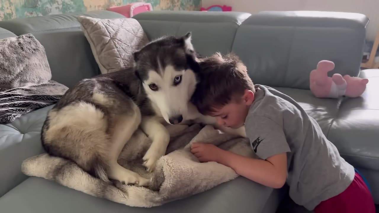 Husky Accidentally Kicks Parker! Says😂 But Sorry In The Cutest Way!❤
