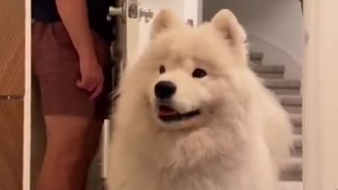 Cute samoyed dogo