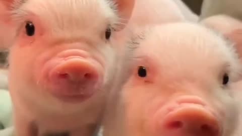 Pig Love