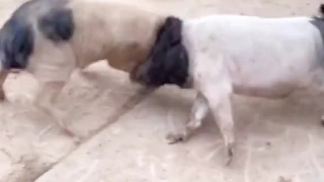Are you the first to see a pig fight?🐷