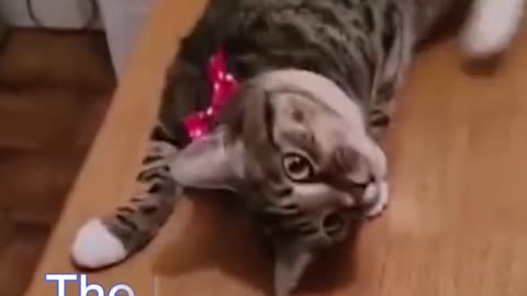 Best Funny Cat Videos - Funniest Cats - Funny Animal Videos - Best Services - #shorts #short