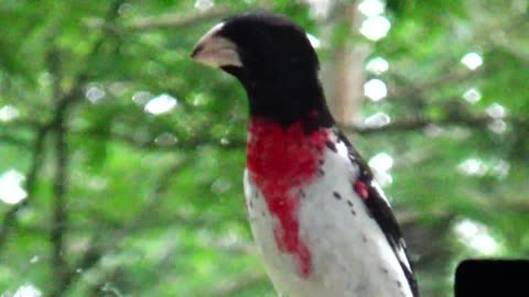 Rose-breasted grosbeak