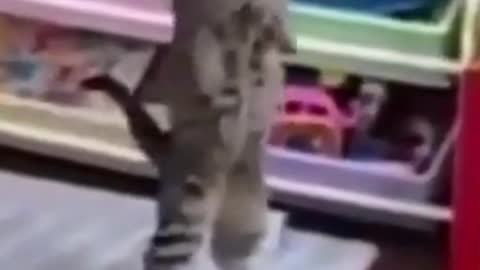 Funny Cat Dances on Hind Legs - Very Cute #shorts