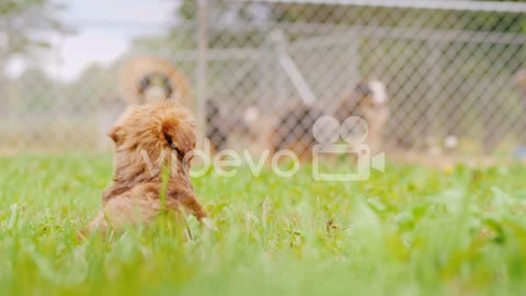 Puppy Looks At Dogs in a Pen