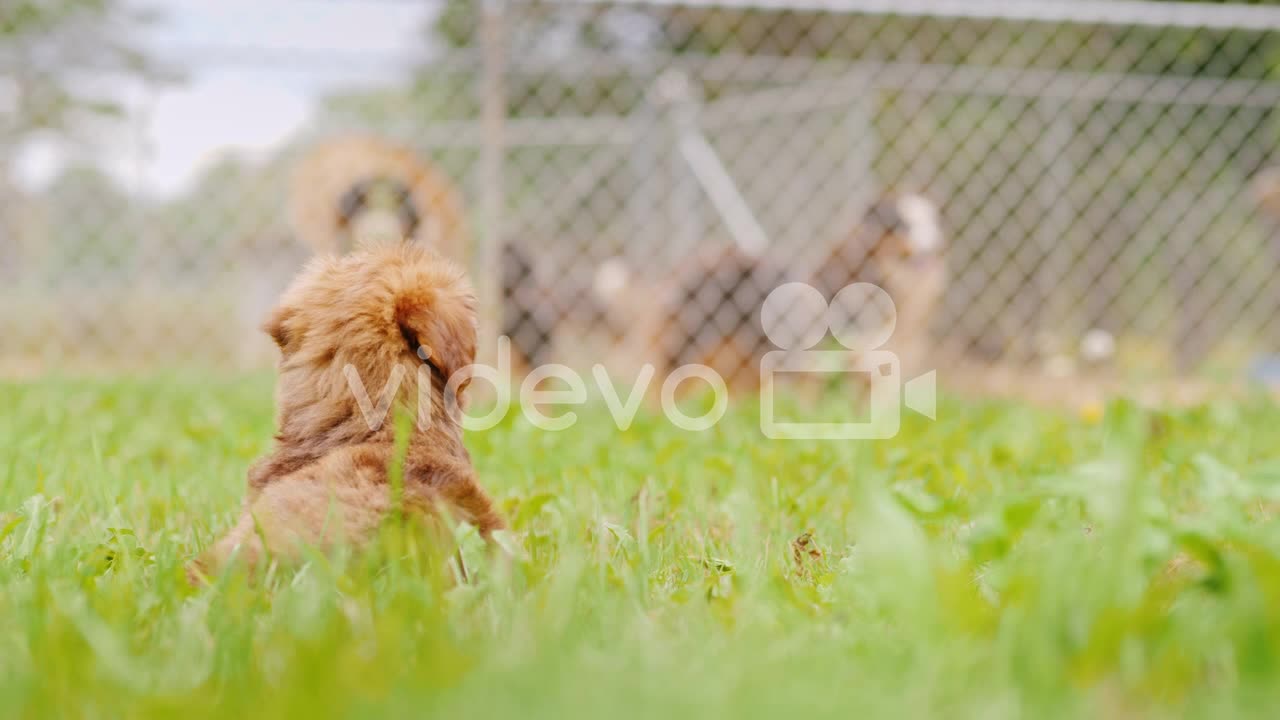 Puppy Looks At Dogs in a Pen