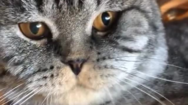 Too Cute to Handle: Adorable Cat Comedy