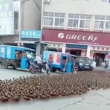 The Greatest Duck Shepherd🦆