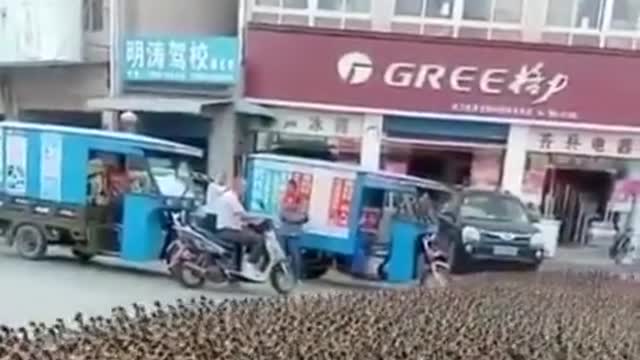The Greatest Duck Shepherd🦆