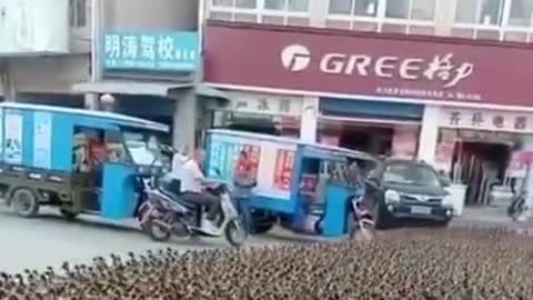 The Greatest Duck Shepherd🦆