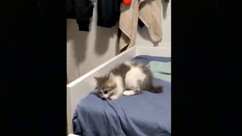 Funny kitten