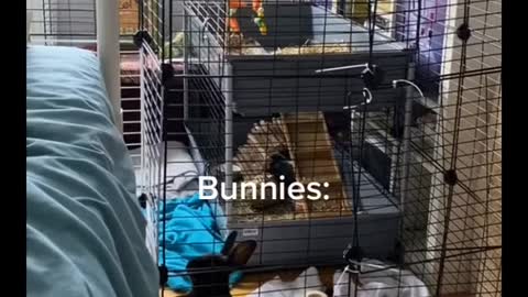 People thinking bunnies are calm, relaxed, easy pets