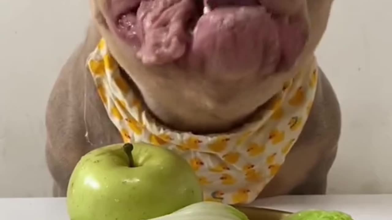 hungry dog