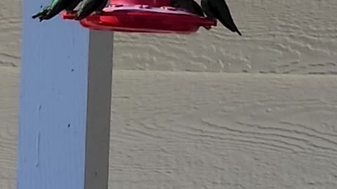 Hummingbirds at the feeder