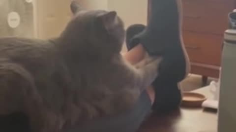 Cat Shares Slippers With Owner