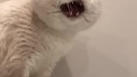 Cat funny voice 🤣