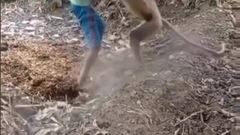 Funny animal video