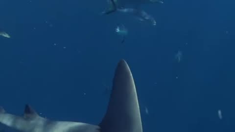Wildlife