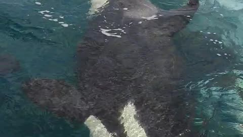 Curious Orca Pod Approach Fisherman’s Boat Off Tiritiri Matangi Island, New Zealand