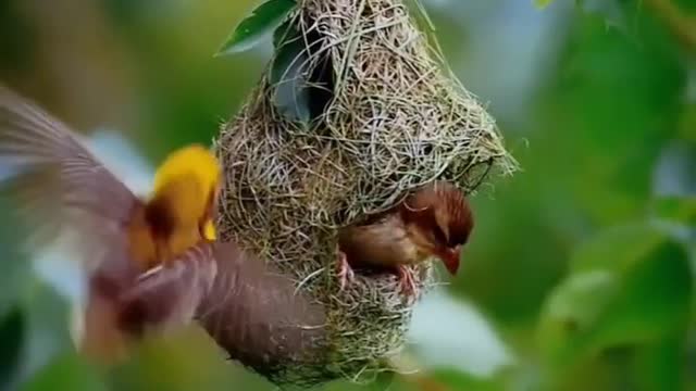 Family and House 🏘️ is very Importance for both nature and human