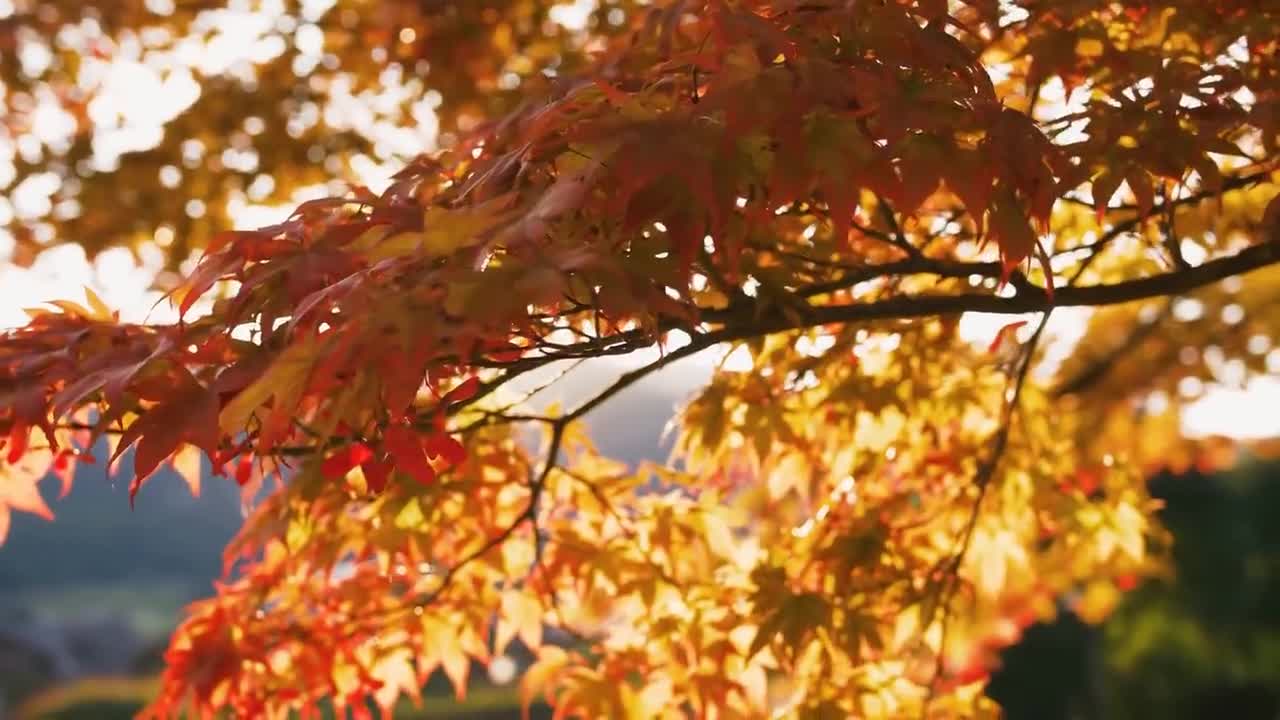 Enchanting Autumn Forests with Beautiful Piano Music