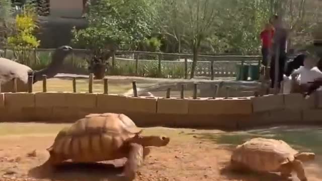 turtle-और-tortoise-🐢-में-क्या-अंतर-होता-है-by-right-to-shiksha