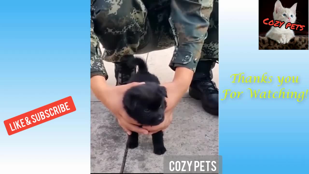 FUNNY ANIMAL PET VIDEO - Top best of funny animals-😂 cute and funny pet clips!🐈