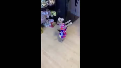 Dancing Dog / follow the leader