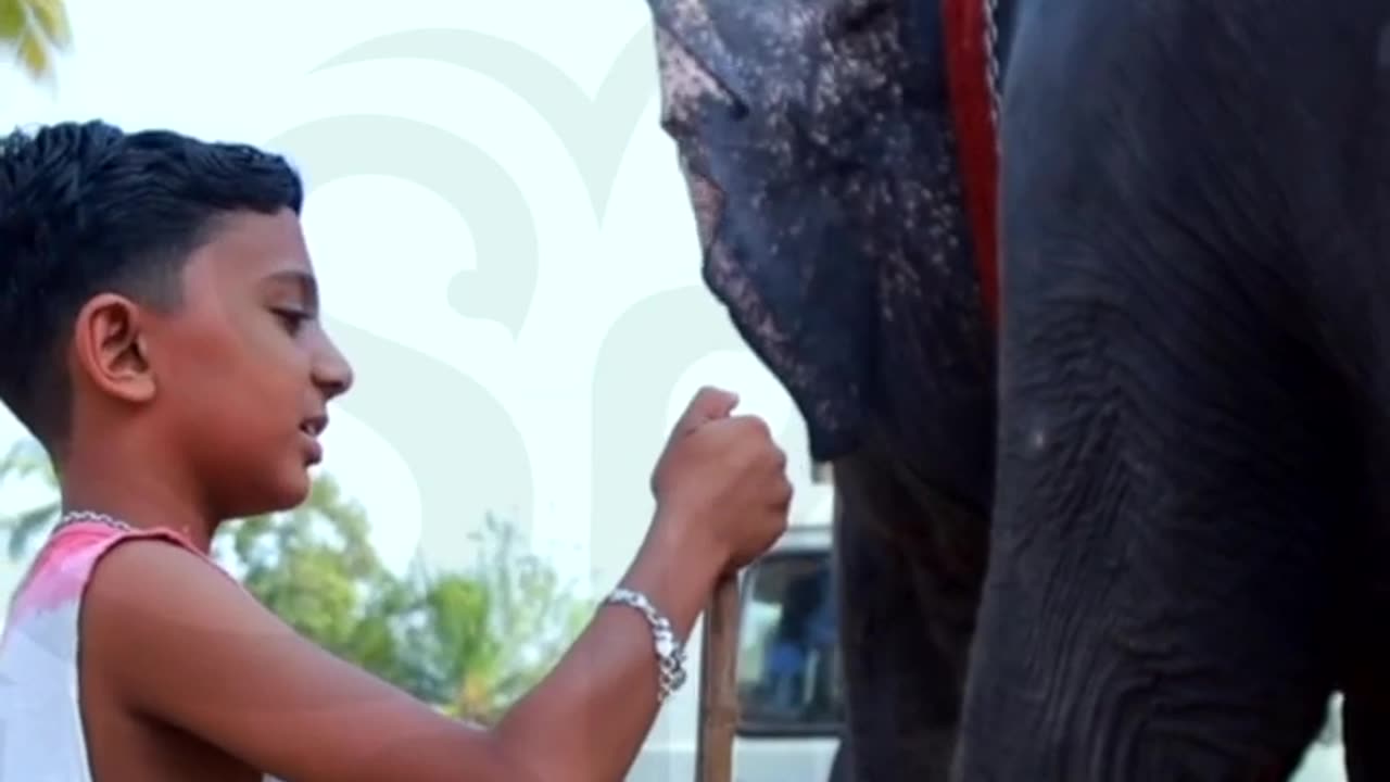 ആനചേച്ചിയും ചിന്ന പാപ്പാനും _ Indian elephant and her dearest little trainer #elephant #aanapremi