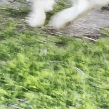 A rabbit between grass in the gardeen