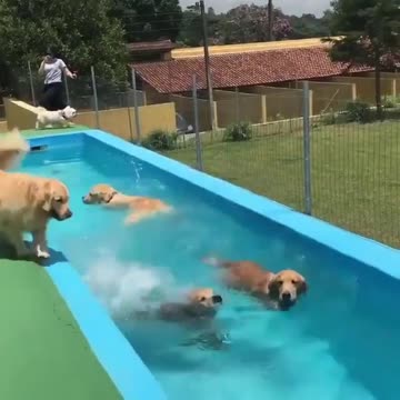 DOGS LIKE WATER...