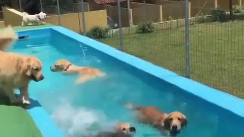 DOGS LIKE WATER...