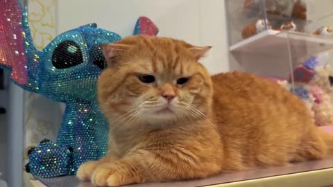 🐈Two fools, what are you laughing at 🤬