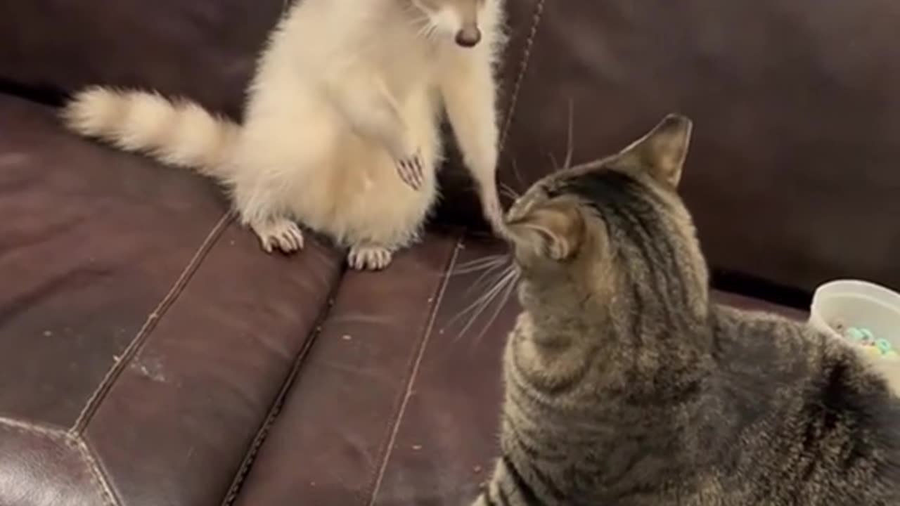 Raccoon VS cat