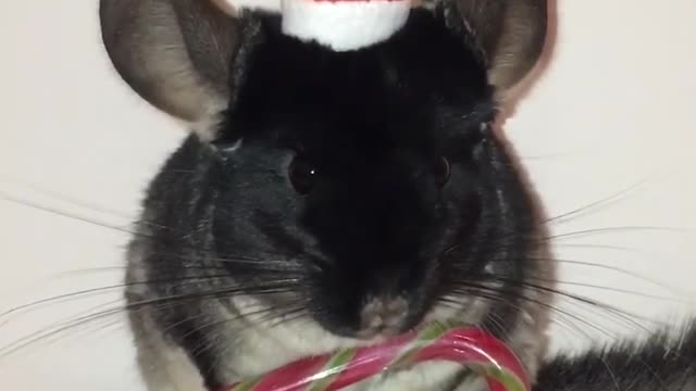 When chinchilla lives christmas 🤣🤗#chinchillahome #chinchilla #funny #cute #viral #shorts #pets