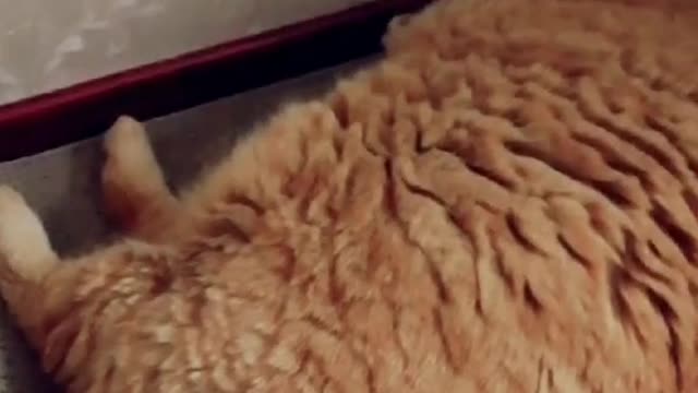It's good for you to see more cats