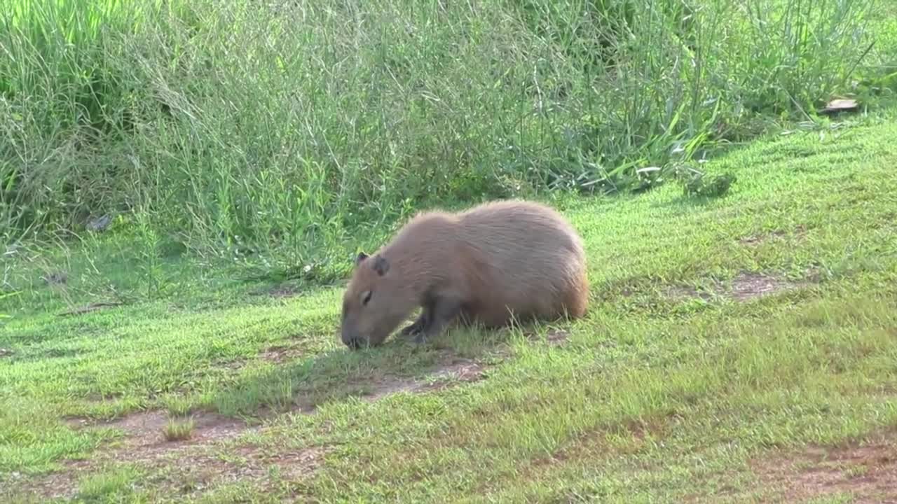 10 Most Unusual and Mysterious Animals on Earth: Fascinating Creatures